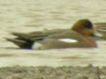 possible Eurasian Wigeon x American Wigeon hybrid
